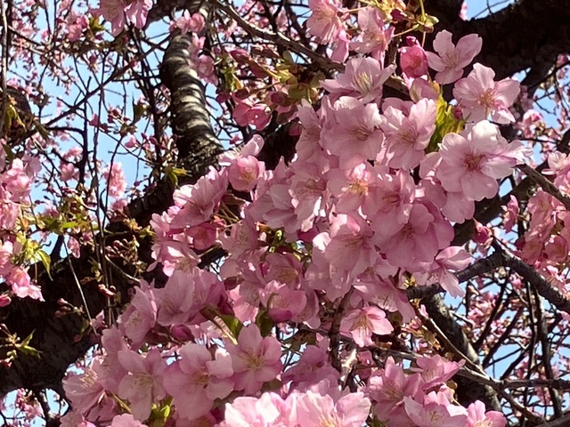IMG_6956.jpeg
