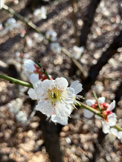 IMG_7300.jpeg